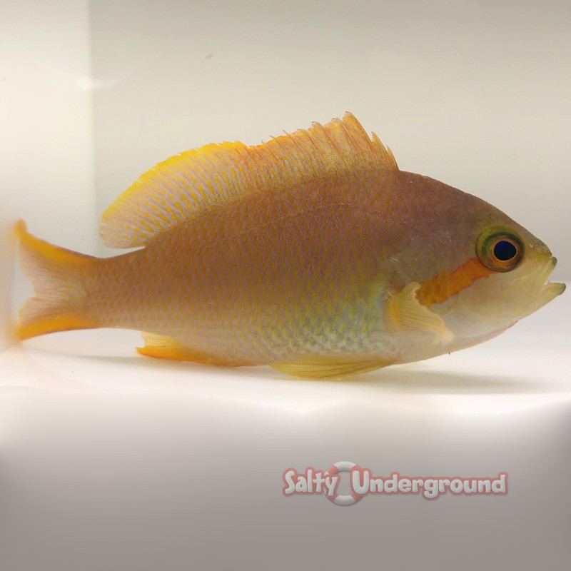 Huchtii Anthias (Pseudanthias huchtii) female