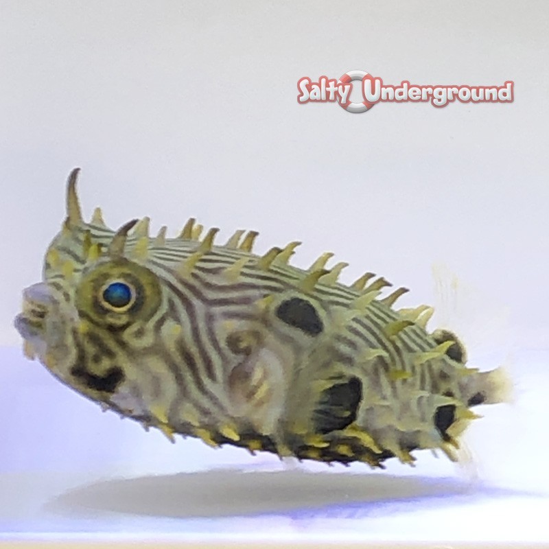 Salty Underground: Spiny Boxfish
