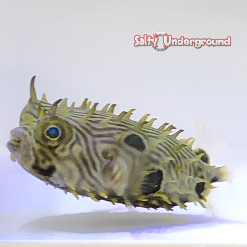Striped Burrfish (Chilomycterus schoepf) Spiny Box Puffer