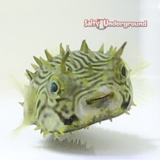 Salty Underground: Spiny Boxfish
