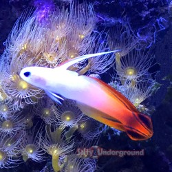 Red firefish in aquarium