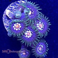 Salty Underground: Daisy Cutter Zoanthid