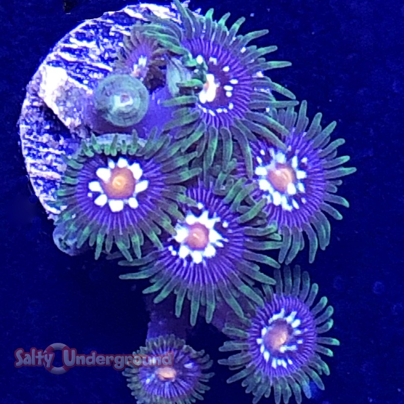 Salty Underground: Daisy Cutter Zoanthid