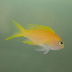 Squareback anthias female (Pseudanthias pleurotaenia) 3