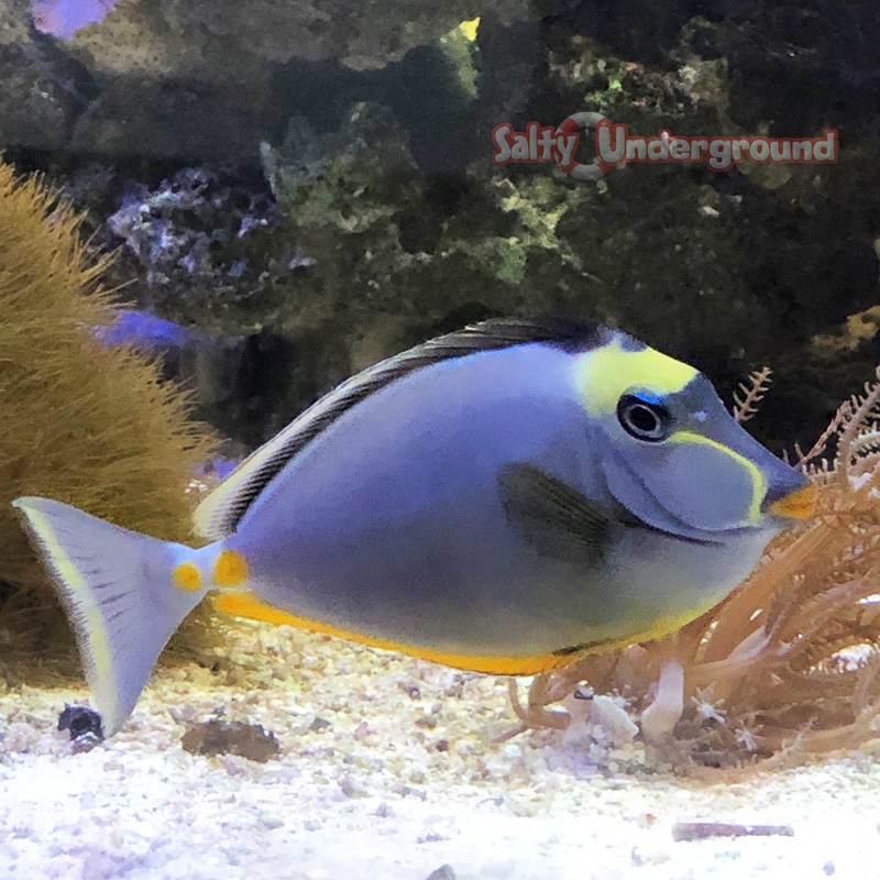 side view Orange Spine Naso Tang