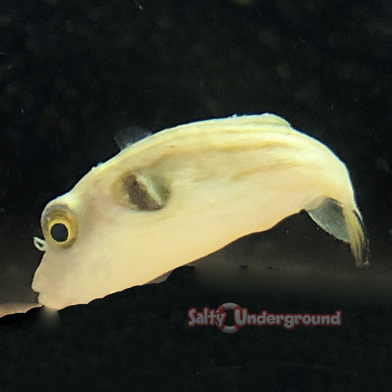 Striped Dogface Puffer (Arothron manilensis)