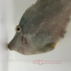 Aiptasia Eating Green Filefish closeup
