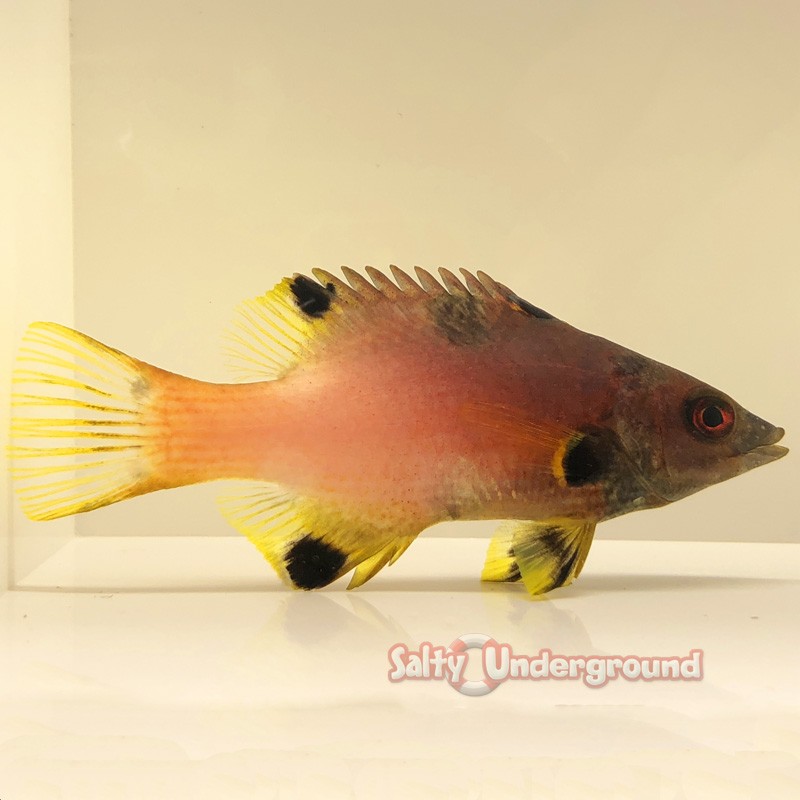 Coral Hogfish (Bodianus axillaris) full