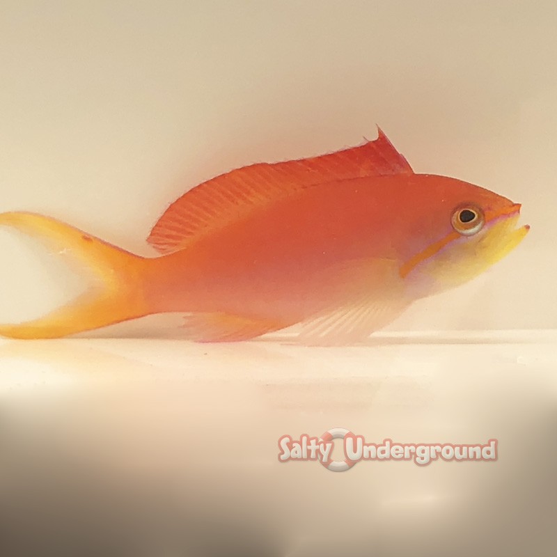 Dispar Anthias (Mirolabrichthys Disbar)