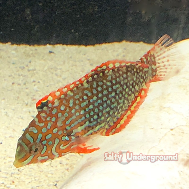 Leopard Wrasse (Macropharyngodon meleagris) left