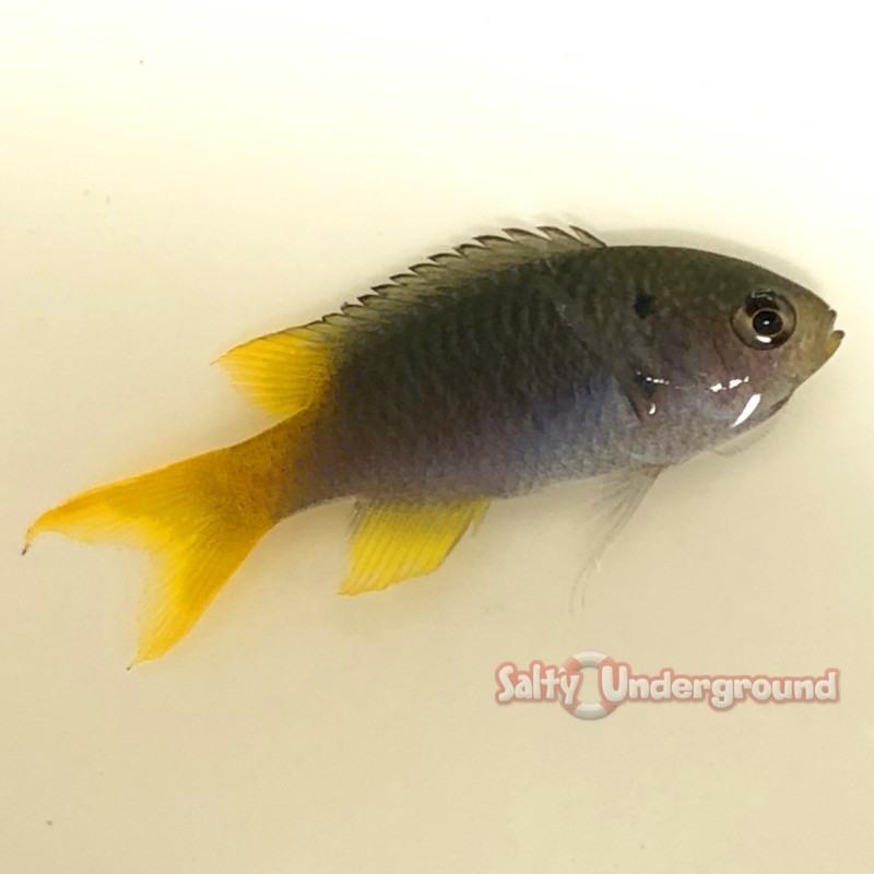 Yellowtail Chromis (Chromis sp)