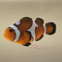 Onyx Picasso Clownfish-Captive Bred 2