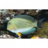 Clown Tang (Acanthurus lineatus)