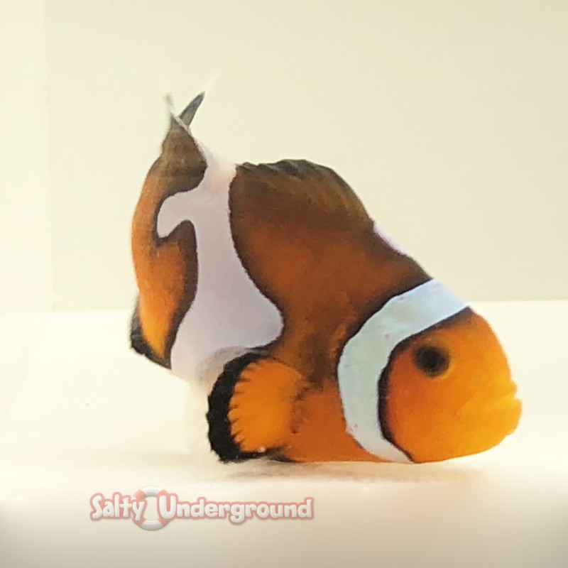 Onyx Picasso Clownfish-Captive Bred 1