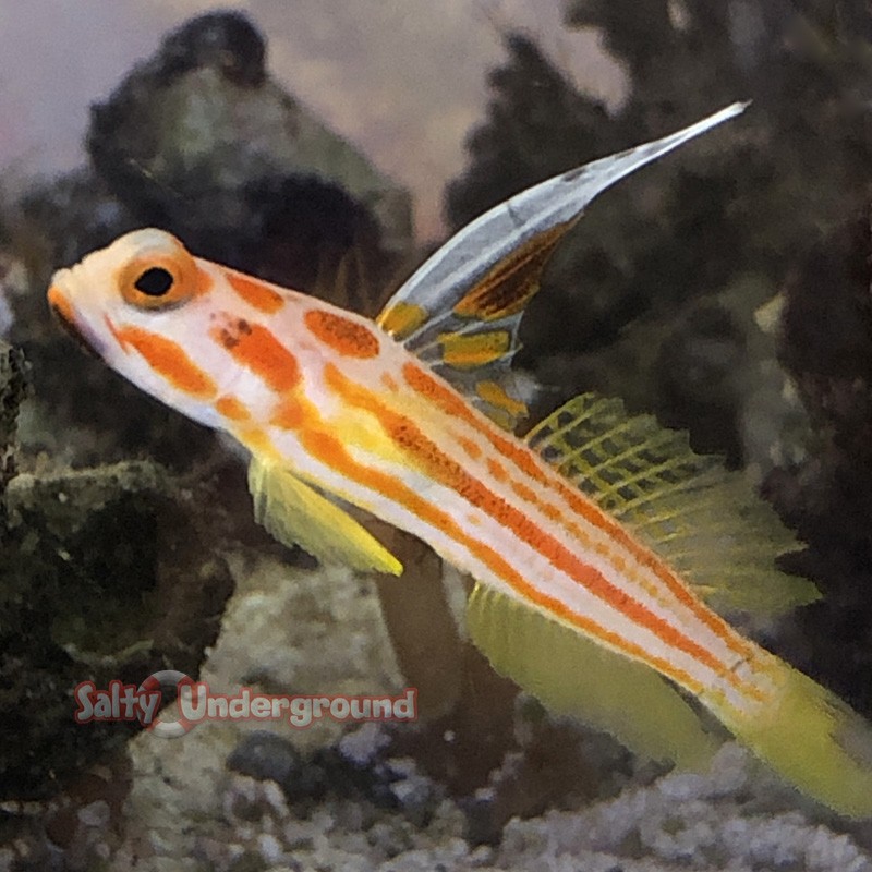 Yasa Hashe Goby (Stonogobiops yasha) 1