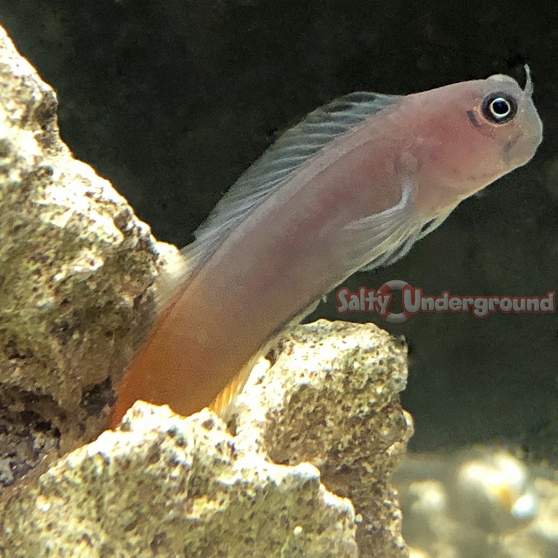 Bicolor Blenny (Ecsenius bicolor)