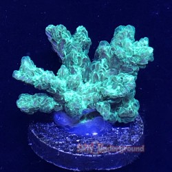 Neon Green Hydnophora
