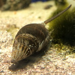 Nassarius Snail   X-Large (Nassarius sp.)
