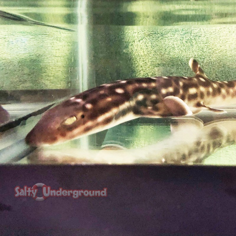 Marble Cat Shark (Atelomycterus macleayi)