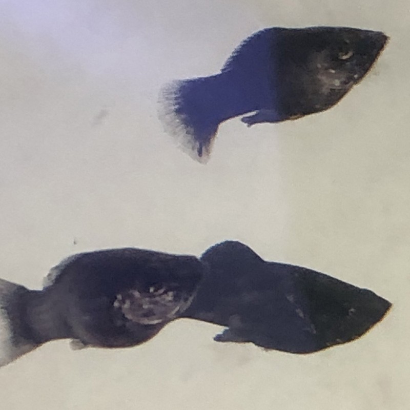 Saltwater Black Molly (Poecilia latipinna)
