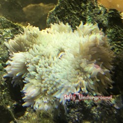 Sabae Anemone no actenic