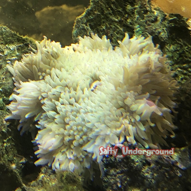 Sabae Anemone no actenic