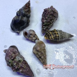 Cerith Snail (Cerithium litteratum)