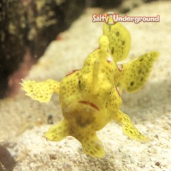 Shaggy Frogfish Angler Yellow