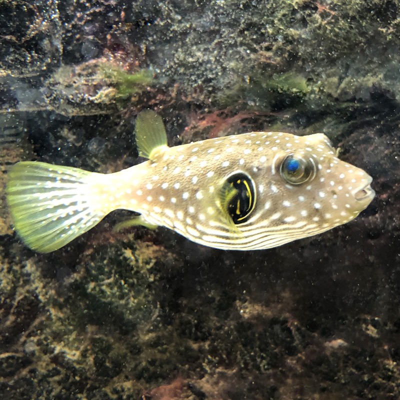 Stars and Stripes Pufferfish (Arothron hispidus)