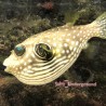 Stars and Stripes Pufferfish (Arothron hispidus)