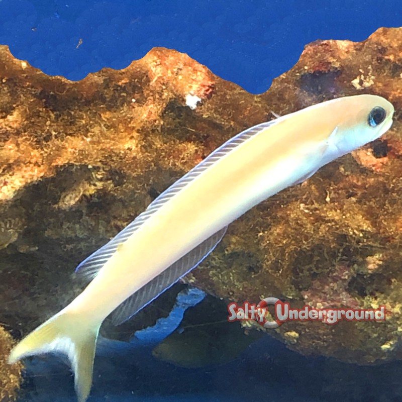 Dusky Tilefish (Hoplolatius cuniculus)