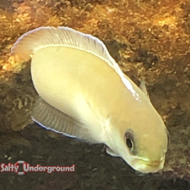 Salty Underground: Dusky Tilefish (Hoplolatius cuniculus)