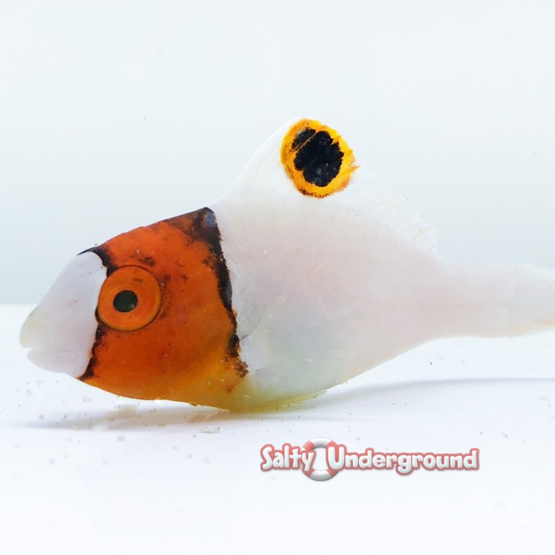 Bicolor Parrotfish (Cetoscarus bicolor)