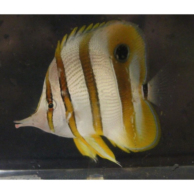 Copperband Butterflyfish (Chelmon rostratus)