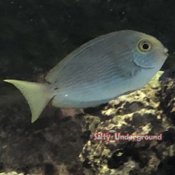 Salty Underground: Fineline Bristletooth Tang - Juvenille
