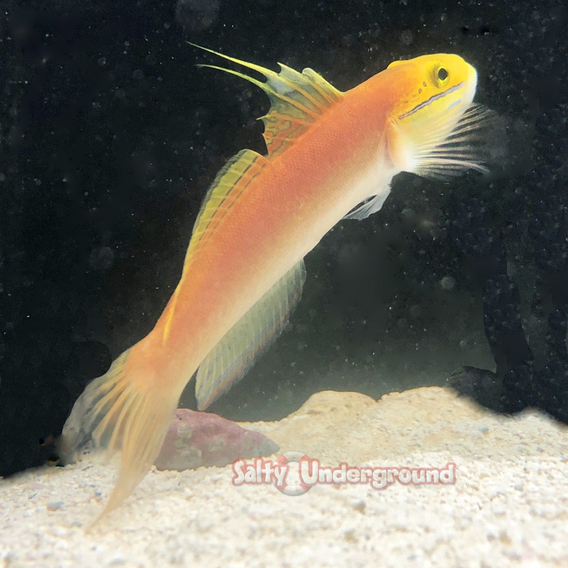 Bella Goby (Valencienna bella) 3