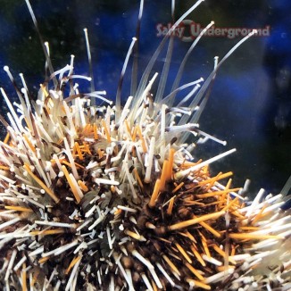 Salty Underground: Halloween Urchin (tripneustes gratilla)