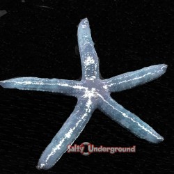 Blue Linckia Starfish...