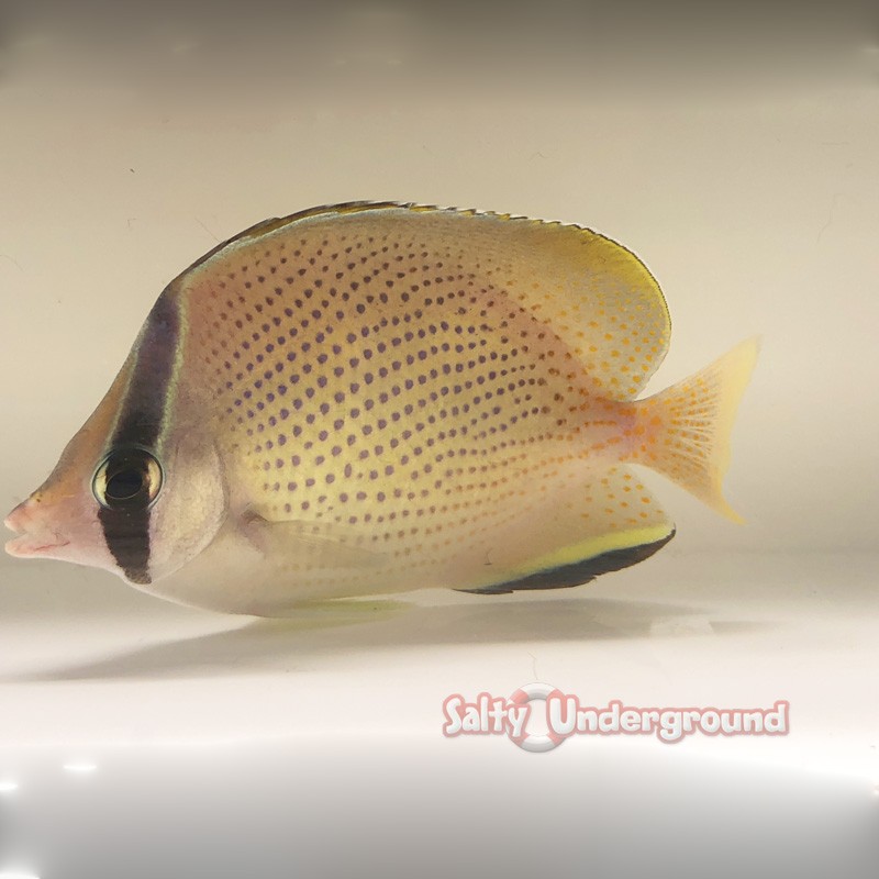 Citron Butterflyfish (Chaetodon Citrinellus) full