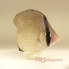 Citron Butterflyfish (Chaetodon Citrinellus) front half