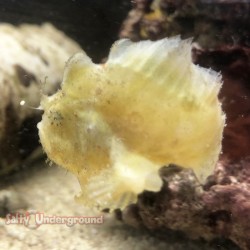 Salty Underground: Shaggy Frogfish (Anrennarius Hispidus)