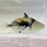 Picasso Triggerfish-Large  (Rhinecanthus aculeatus)