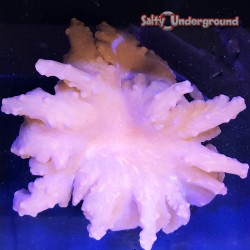 Pink Cabbage Leather 2