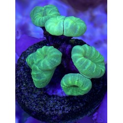 Neon Green Candy Cane 7 Head    C3