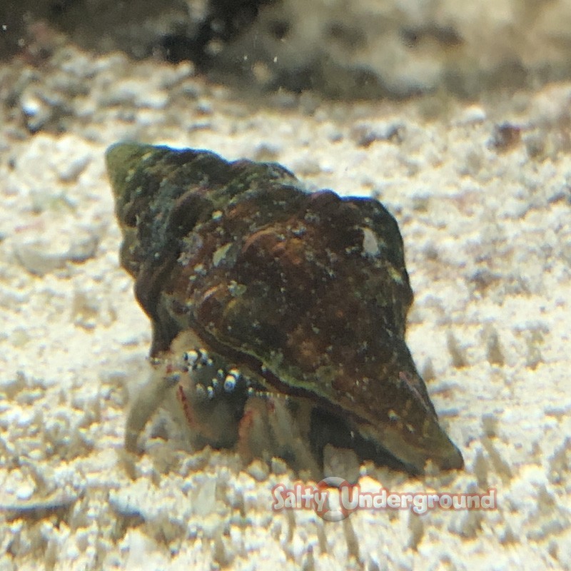 Salty Underground: White Leg Hermit Crab