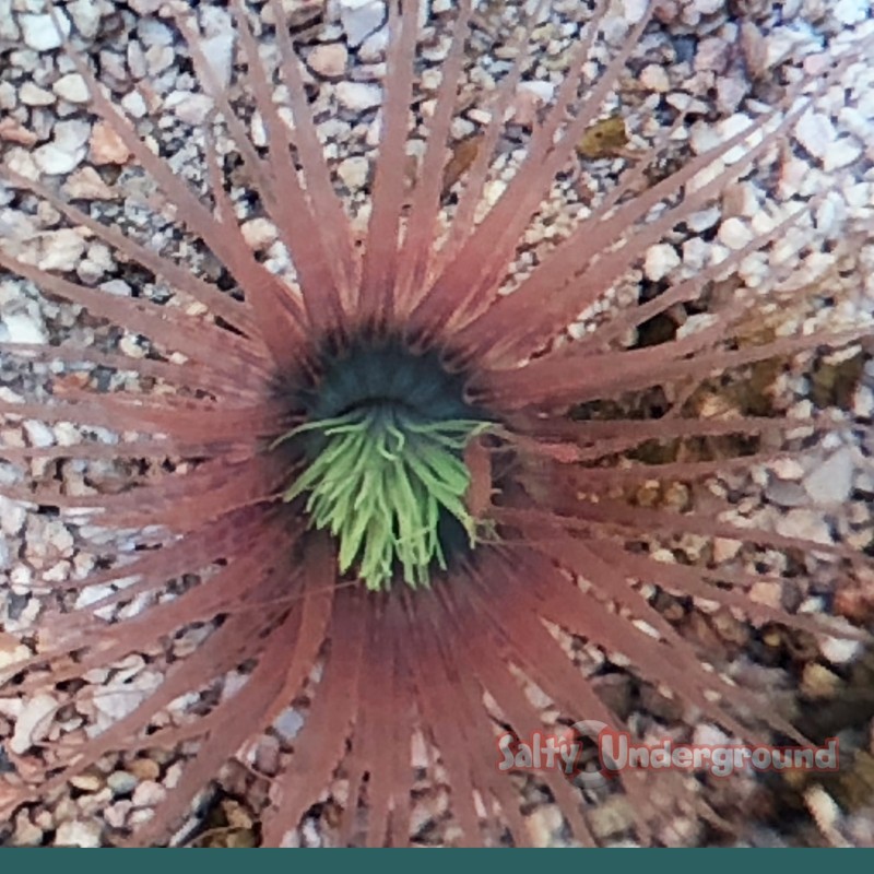 Salty Underground: Light Pink with neon green heart Tube Anemone