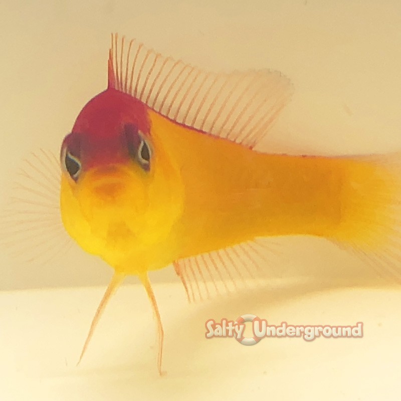 Purple Stripe Dottyback (Pseudochromis diadema) front