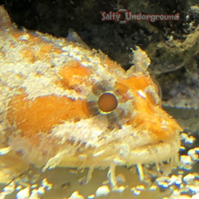 Salty Underground: Orange Toadfish (Halophyne sp.)