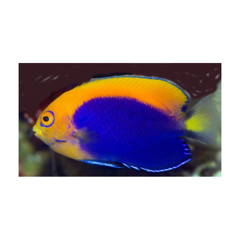 Flameback Angelfish (Centropyge acanthops)