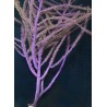 Photosynthetic Purple Frilly Gorgonian